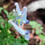 Corydalis Dufu Temple